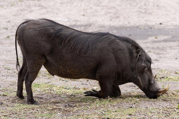 Common warthog (Phacochoerus africanus), mammal, free-living, wild, wild boar, aggressive, danger, dangerous, horns, in Chobe National Park, Botswana, Africa