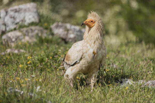 Egyptian Vulture (Neophron percnopterus), Castile-Leon Province, Picos de Europa, Spain, Europe