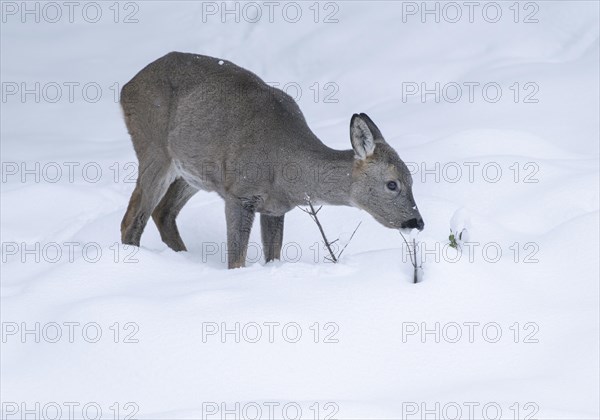 European roe deer (Capreolus capreolus), doe standing in the snow and looking for food, captive, Thuringia, Germany, Europe