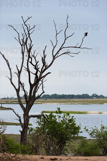African Fish Eagle (Haliaeetus vocifer), White-tailed Eagle, African Fish Eagle on a tree, landscape, dead tree, river, Chobe National Park, Botswana, Africa
