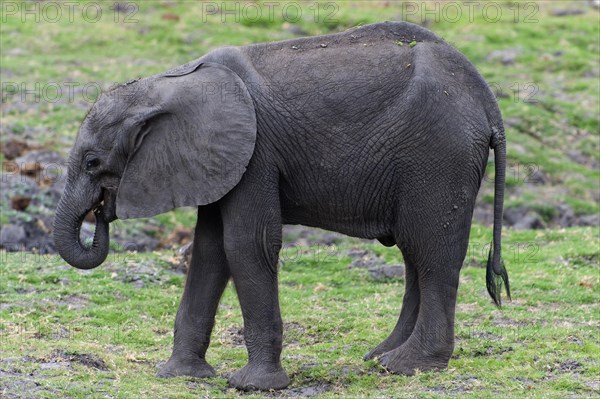 Eating young elephant (Loxodonta africana), elephant calf, calf, eating, food, nutrition, sideways, trunk, safari, small, baby, child, Chobe National Park, Botswana, Africa