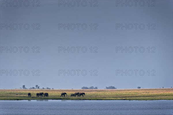 Elephant herd (Loxodonta africana), elephant, landscape, sky, blue sky, wildlife, riverbank, safari, travel, tourism, Chobe National Park, Botswana, Africa