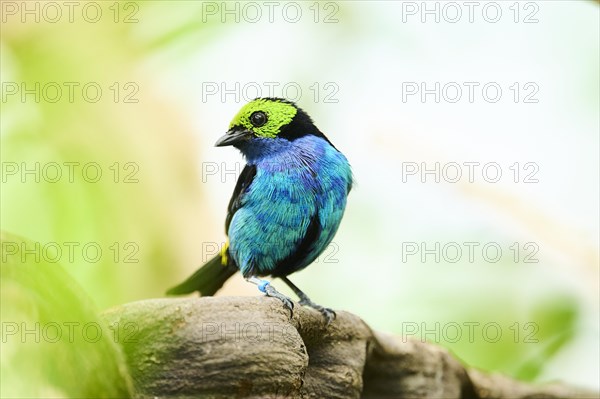 Paradise tanager (Tangara chilensis) sitting on a branch, Bavaria, Germany, Europe