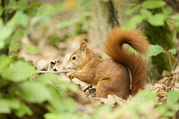 Eurasian red squirrel (Sciurus vulgaris) in a forest, Germany, Europe