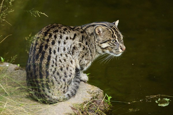 Fishing cat (Prionailurus viverrinus) sitting at water, Germany, Europe