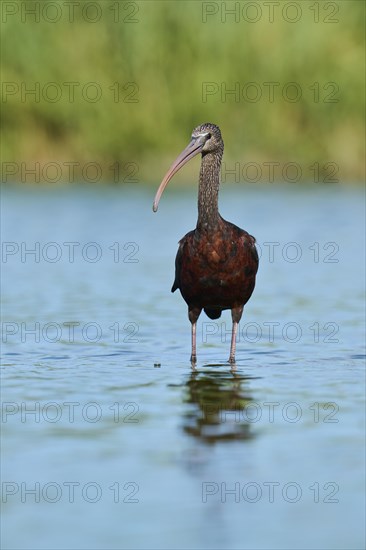 Glossy ibis (Plegadis falcinellus) standing in the water, hunting, Parc Naturel Regional de Camargue, France, Europe