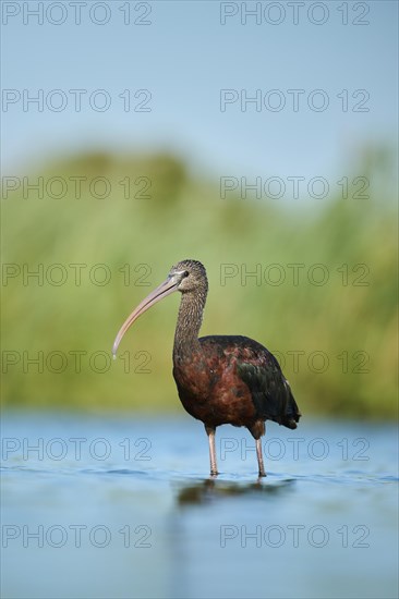 Glossy ibis (Plegadis falcinellus) walking in the water, hunting, Parc Naturel Regional de Camargue, France, Europe