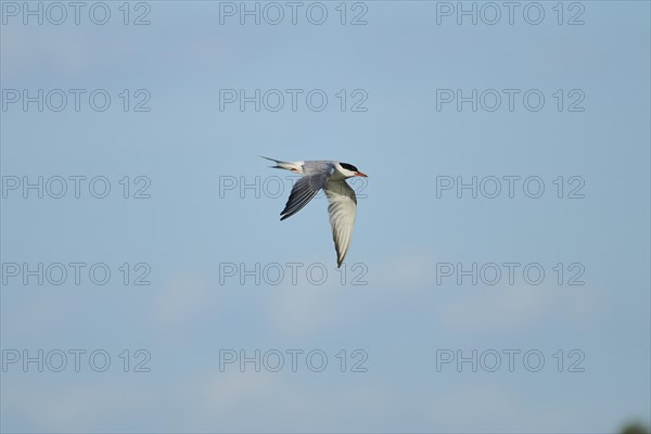 Elegant tern (Thalasseus elegans) flying in the sky, Parc Naturel Regional de Camargue, France, Europe