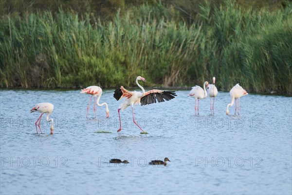 Greater Flamingo (Phoenicopterus roseus) landing in the water, flying, Parc Naturel Regional de Camargue, France, Europe