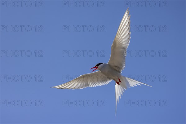 Arctic tern (Sterna paradisaea), in flight from below, Iceland, Europe