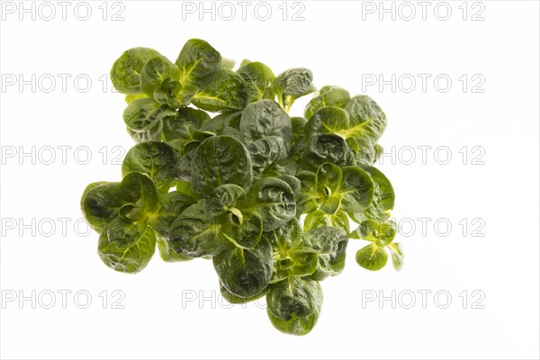 Field salad, studio shots on a white background