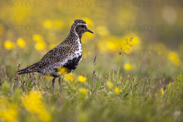 European golden plover (Pluvialis apricaria) surrounded by dandelions, Grimsey Island, Iceland, Europe