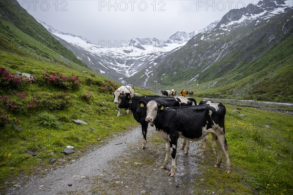 Cows on the alpine meadow, Schlegeisgrund valley, glaciated mountain peaks Hoher Weiszint and Schlegeiskees glacier, Berliner Hoehenweg, Zillertal, Tyrol, Austria, Europe