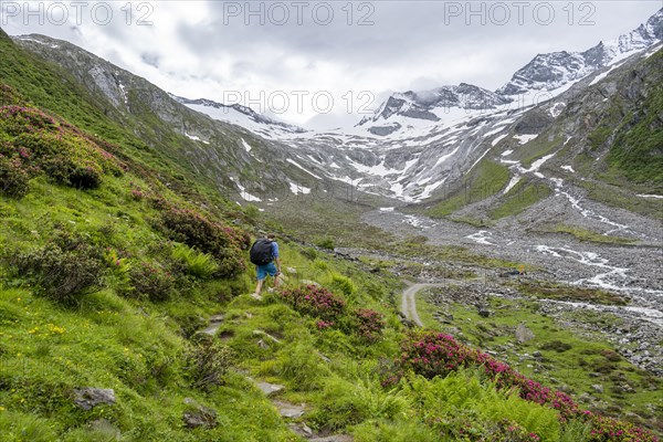 Mountaineers on a hiking trail between blooming alpine roses, view of the Schlegeisgrund valley, glaciated mountain peaks Hoher Weiszint and Dosso Largo with Schlegeiskees glacier, Berliner Hoehenweg, Zillertal, Tyrol, Austria, Europe