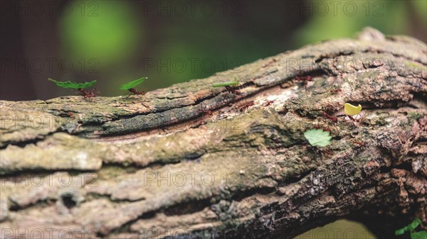 Ants on a tree bark next to a small yellow butterfly, Krefeld Zoo, Krefeld, North Rhine-Westphalia, Germany, Europe