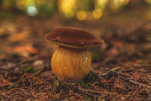 A porcini mushroom with a brown cap stands on the forest floor, surrounded by autumnal elements, Wuppertal Vohwinkel, North Rhine-Westphalia, Germany, Europe