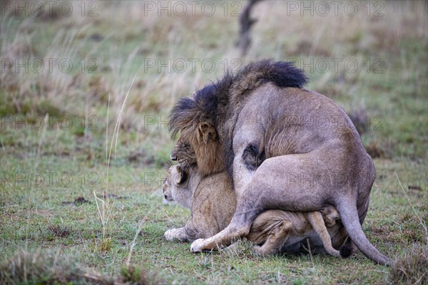 Lion (Panthera leo) Masai Mara Kenya