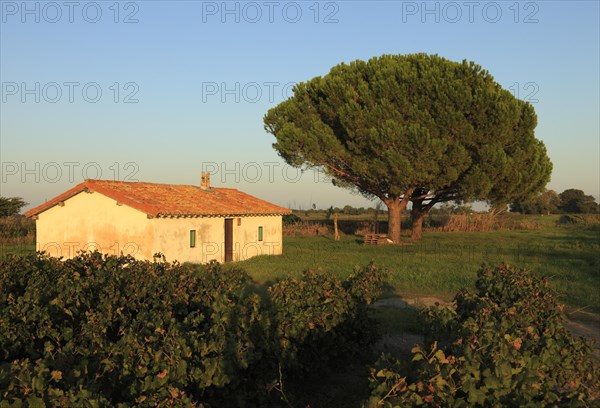 Pine tree, Provence, France, Europoa, Europe