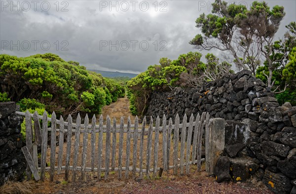 Wooden fence and stone wall surrounded by green plants under a cloudy sky, North Coast, Santa Luzia, Pico, Azores, Portugal, Europe