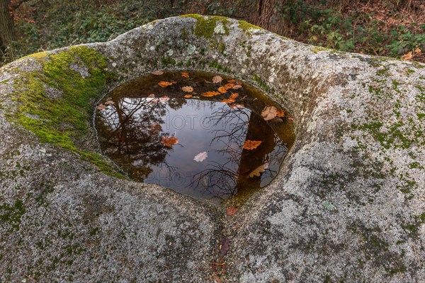 Celtic rock, rock with cups on the rock trail. Dieffenthal, Bas-Rhin, Alsace, Grand Est, France, Europe