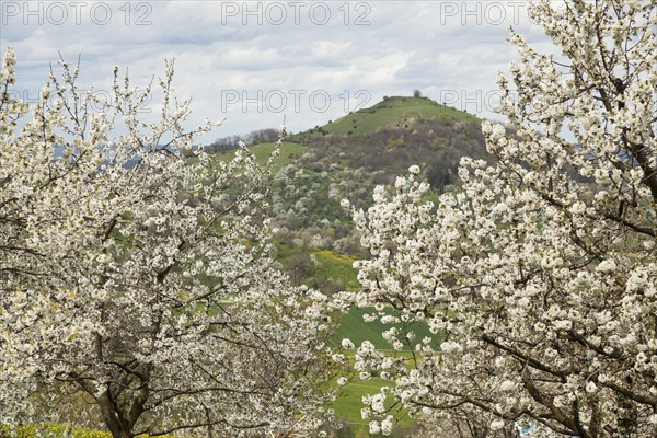 Cherry blossom with a view of the Limburg castle near Weilheim an der Teck, Swabian Alb