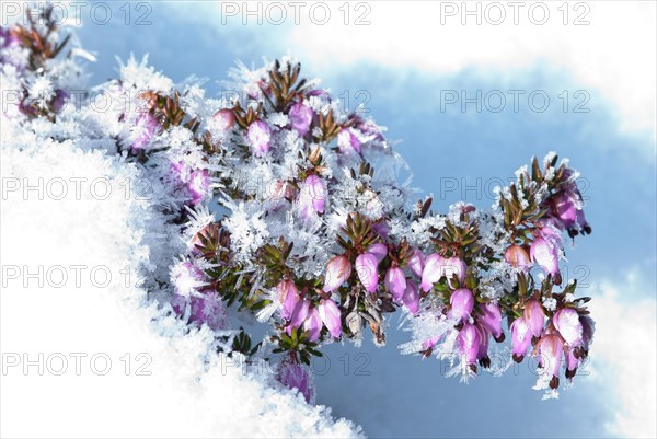 Blossoms of the snow heather (Erica carnea) (syn. Erica herbacea) or winter heather or spring heather in the snow on a sunny winter day, frost, cold, snow bloomer, winter bloomer, early bloomer, bee pasture, macro shot, close-up, Lower Saxony, Germany, Europe