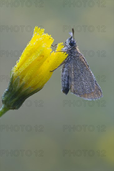 Small skipper (Thymelicus sylvestris), Emsland, Lower Saxony, Germany, Europe