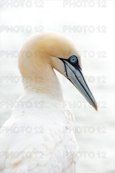 Northern gannet (Morus bassanus) (synonym: Sula bassana) with white plumage, close-up with light background, detailed plumage, sharp view into the camera, gannet colony on the Lummenfelsen, Helgoland Island, North Sea, Schleswig-Holstein, Germany, Europe