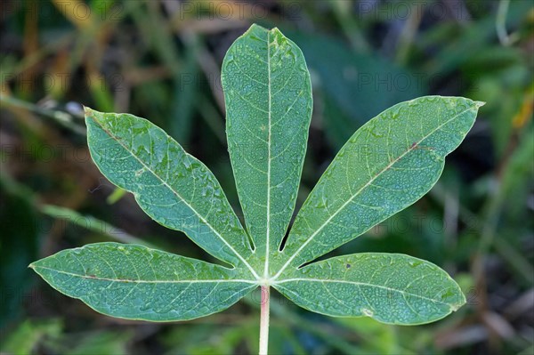 Cassava leaves, Manihot esculenta, Amazonian rainforest, Amazonas state, Brazil, South America