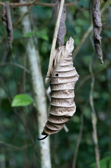 Dried curled leaf hanging from a branch, Amazonian rainforest, Amazonas state, Brazil, South America