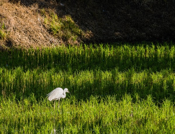 White snowy egret looking for food in a rice paddy on a sunny morning in South Korea