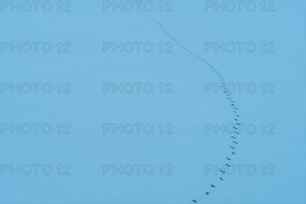 Small animal tracks in clean white snow shot with blue filter