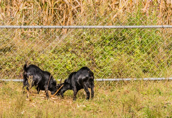 Two adult black goats feeding next to a fence surrounding a field of corn stalks