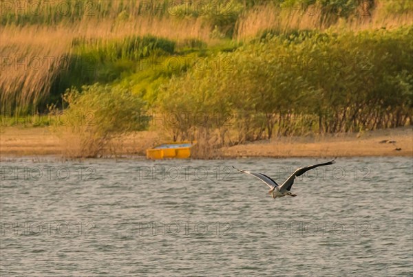 Gray heron flying in over a lake with wings fulling extended