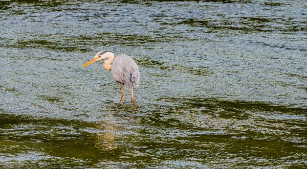 Little blue heron standing on a pebbled sandbar in a shallow river hunting for food