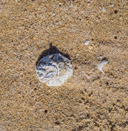 Single seashell laying in the sand on a beach