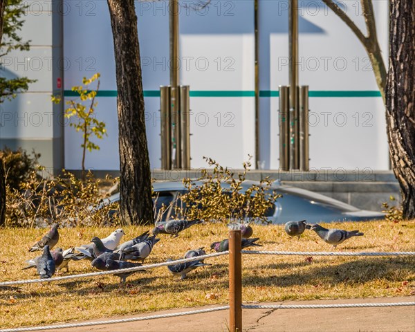 Flock of pigeons on the ground feeding behind a rope fence with a white building and the top of a car in the background