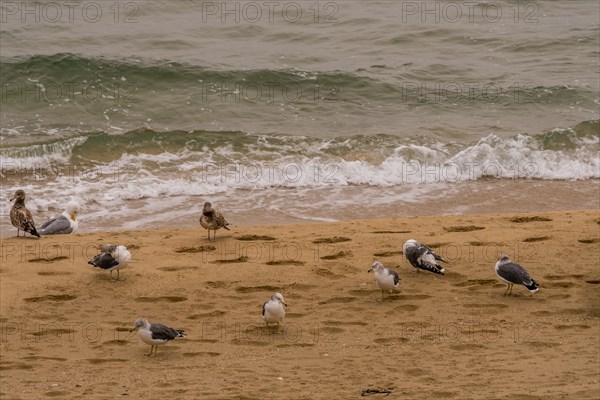 Flock of seagulls gathered on sandy beach next to water's edge