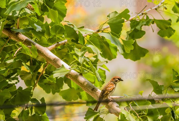Beautiful Eurasian sparrow perched on tree branch with bright green leaves on a sunny day. Electrical cables blurred out in foreground