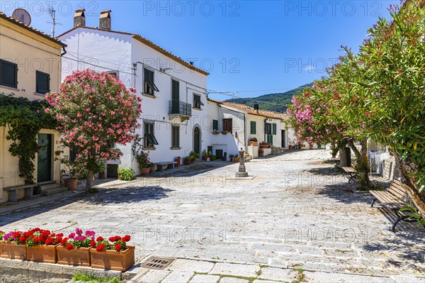 Paved church square with flowering trees and benches, in Sant'ilario in Campo, Elba, Tuscan Archipelago, Tuscany, Italy, Europe