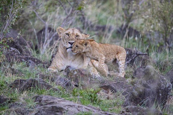 Lion (Panthera leo) Masai Mara Kenya