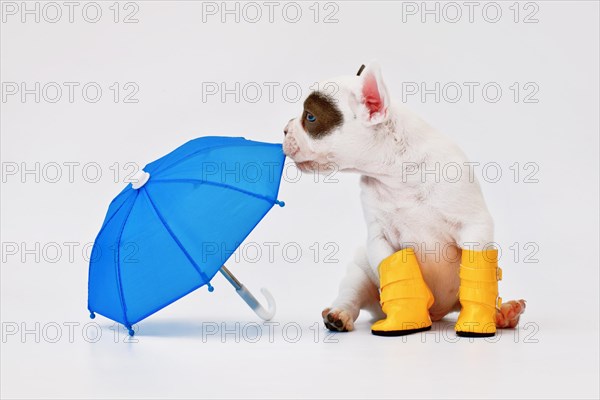Black and white French Bulldog dog puppy with umbrella and rain boots
