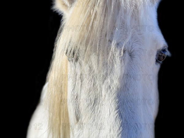 Close Up on a Beautiful White Horse with Sunlight on Black Background in Switzerland