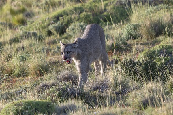 Cougar (Cougar concolor), silver lion, mountain lion, cougar, panther, small cat, Torres del Paine National Park, Patagonia, end of the world, Chile, South America