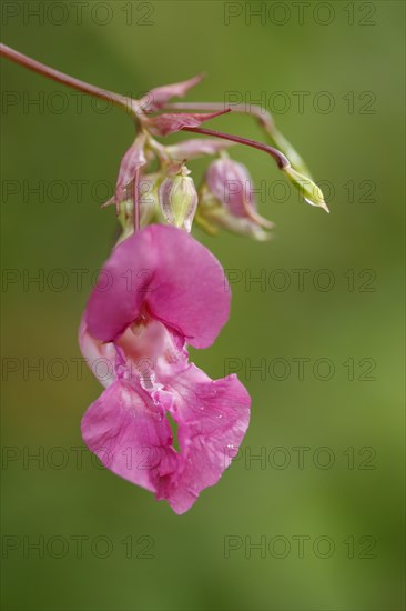 Lamprocapnos (Lamprocapnos spectabilis) or Herzerlstock, flowers, Germany, Europe