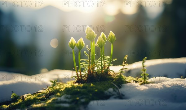 Budding flowers reach towards the morning light amidst melting snow AI generated
