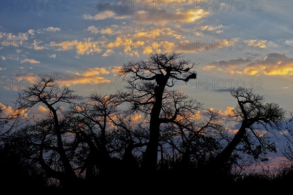 Giant african baobab (Adansonia digitata), evening sun, sunset, nature, silhouette, silhouette, baobab, deciduous tree, plant, flora, botany, striking, Namibia, Africa