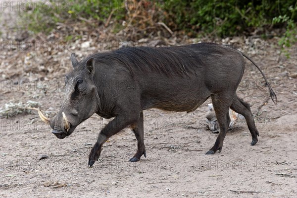Common warthog (Phacochoerus africanus), mammal, free-living, wild, wild boar, aggressive, danger, dangerous, horns, in Chobe National Park, Botswana, Africa