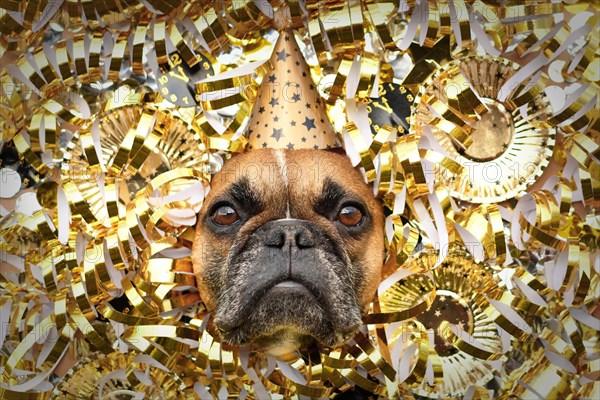 New Year's Eve Silvester party dog. French Bulldog with party hat sticking out head between shiny golden paper streamers, plates and paper clocks