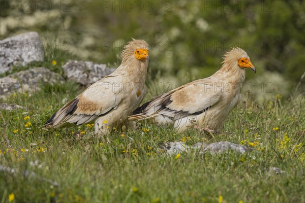 2 Egyptian Vulture (Neophron percnopterus), Castilla y Leon province, Picos de Europa, Spain, Europe